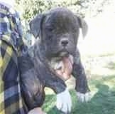 American French Bulldog puppy being held in the air by a person standing next to it.