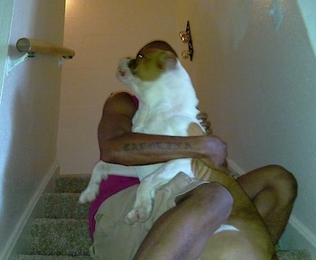 The left side of a brown and white American Neo Bull puppy that is on stairs playing with person.