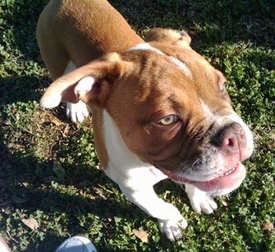 Close up - Topdown view of a brown and white American Neo Bull puppy that is walking across grass and it is looking to the right.