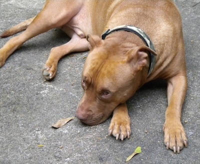 A red nose American Pitbull Terrier is laying down on a black top surface.