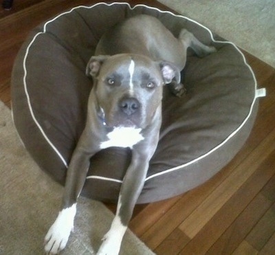 Topdown view of a gray with white Blue-nose American Pit Bull Terrier is laying on a dog bed and it is looking up.