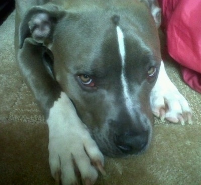 Close up - A gray with white American Pit Bull Terrier is laying down on a carpet and it is looking up.