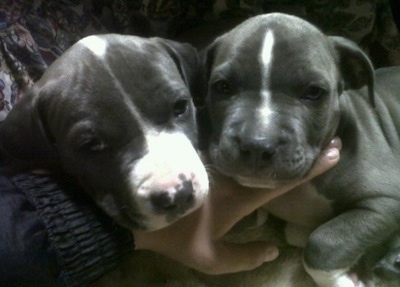 Close up - The left side of two blue-nose American Pit Bull Terrier puppies that are being held by a person laying across a couch.