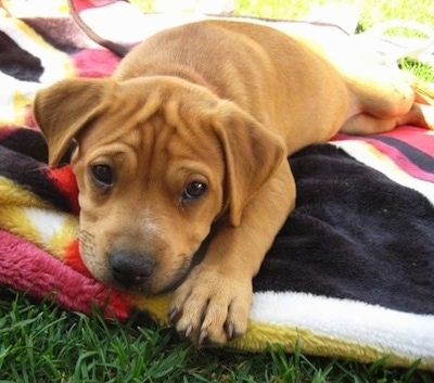 Close up front view - A tan Pit Bull Terrier puppy is laying on a black, white, pink and yellow blanket in grass.