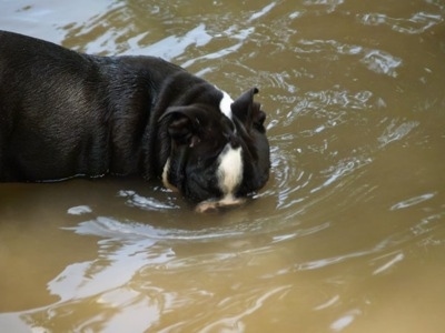 The right side of a black with white Amitola Bulldog that is swimming with its head in the water.
