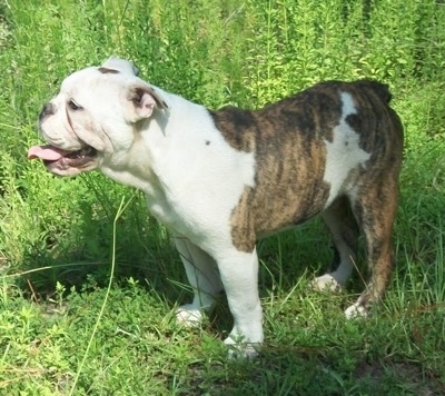 The left side of a brindle with white Amitola Bulldog that is standing across a grass field, its mouth is open, its tongue is sticking out and it is looking to the left.