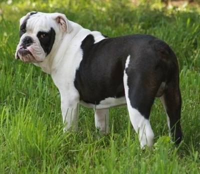The backside of a black and white Amitola Bulldog standing in grass looking to the left of its body.