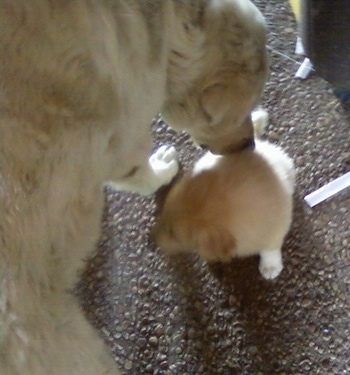 Close up - The back right side of a white Anatolian Pyrenees that is sticking its nose on the back of an Anatolian Pyrenees puppy.