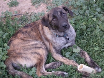 Topdown view of the right side of a brindle Anatolian Shepherd that is laying in a grass with a dog bone and it is looking up.