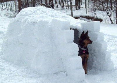 The front right side of a black with brown Australian Kelpie that is standing at the entrance of an igloo.