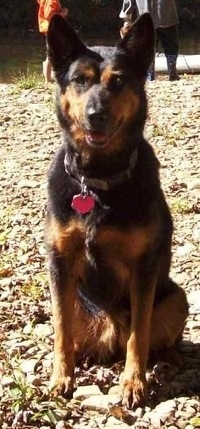 A black with brown Australian Kelpie is sitting on a bunch of leaves. It is looking forward and there are people standing behind it.