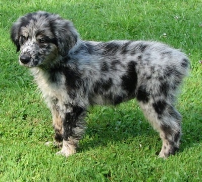 The left side of a Merle Australian Retriever puppy is standing across a grass lawn.