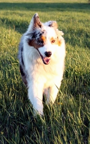 A blue merle Australian Shepherd is running down a lawn with one ear up and its mouth open.