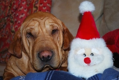 Close Up - Bella the Ba-Shar laying next to a Santa toy