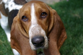 Close Up head shot - Molly May the purebred Basset Hound looking at the camera