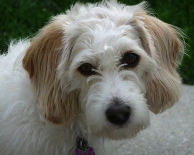 Close Up head shot - Daisy the Bassetoodle