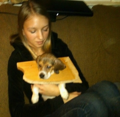 Layla the Beagle with its head stuck in a hole in the arms of a girl