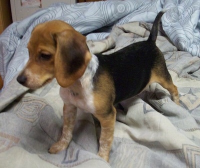 http://www.dogbreedinfo.com/images24/BeaglePurebredChesterBedbody.jpg