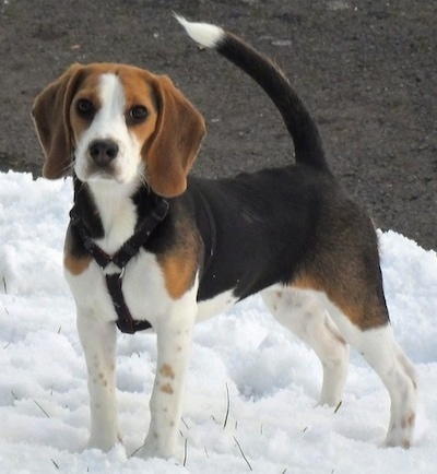 Beagle Puppies on English Beagle