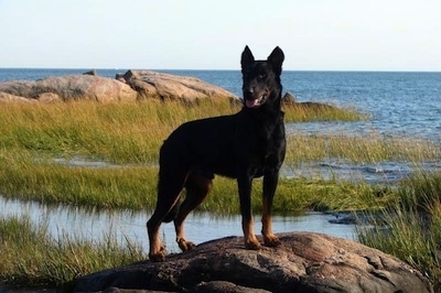Haunter the Beauceron is standing on a rock with a large body of water behind him