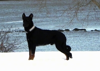 Right Profile - Haunter the Beauceron standing in snow in front of a large body of water
