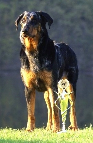 Azira Le Coeur Pur the Beauceron standing outside next to a trophy