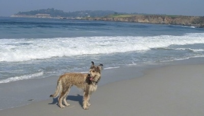 Jett the Berger Picard standing on a beach looking into the distance