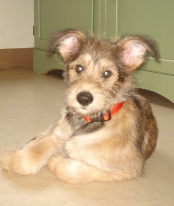 Jett the Berger Picard as a puppy laying in a kitchen in front of a green cabinet