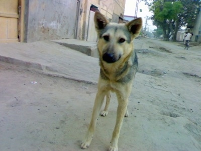 Front view - A black and tan Pakistani Shepherd Dog is standing on a sand surface looking forward with a yellow building next to it.