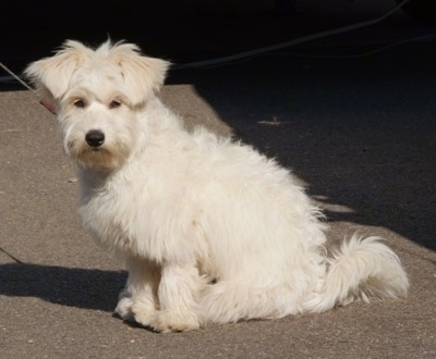 The left side of a white Bichomo that is sitting across a parking lot and it looks forward.