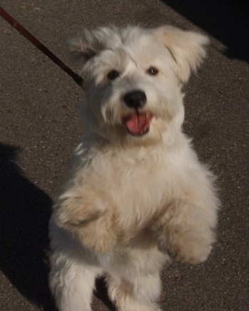 Topdown view of a white Bichomo that is standing on its hind legs in a parking lot and it is looking up.