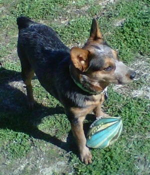  australian cattle dog