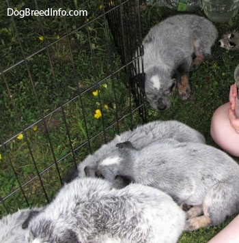 Topdown view of Five Australian Cattle Puppies sitting on grass inside their x-pen