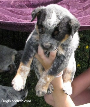 An Australian Cattle puppy is being held in the air by a person that is standing to the right of it. There are othe Australian Cattle puppies below it.