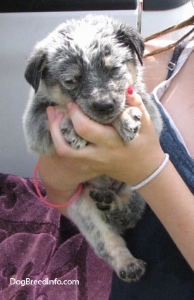 An Australian Cattle Puppy is being held close to a persons chest. There is a white pick-up truck behind them.