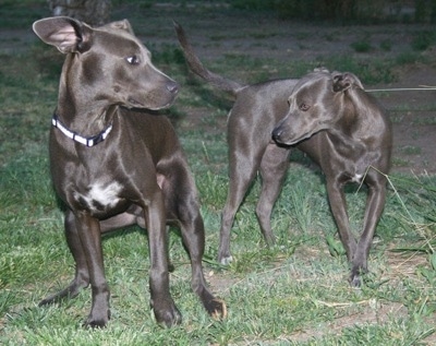 Two American Blue Lacys playing in field