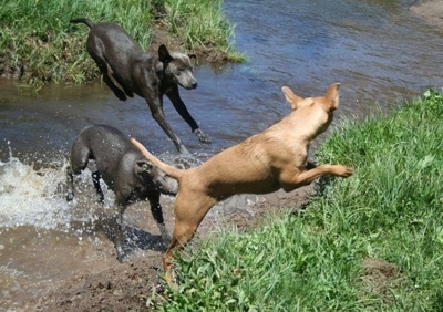 Three American Blue Lacys playing in a creek