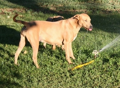 Two American Blue Lacys playing with field sprinklers