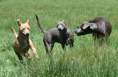 Three American Blue Lacys playing in a field