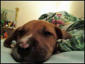 Close Up - Xena the Bogle puppy laying on a bed covered in mint green covers