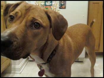 Close Up - Xena the Bogle standing in a kitchen with a refrigerator in the background