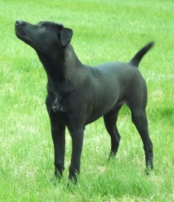 Brady the Boglen Terrier standing outside in grass looking up and to the right