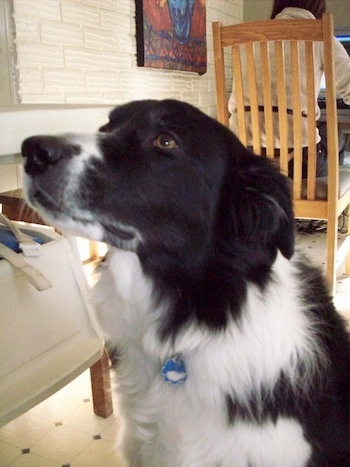 Close Up - Billie the Border Collie sitting in a room with a person behind her who is sitting in a wooden chair and working on a computer