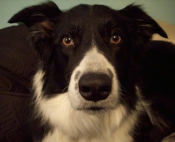 Billie the Border Collie at 6 years old. 