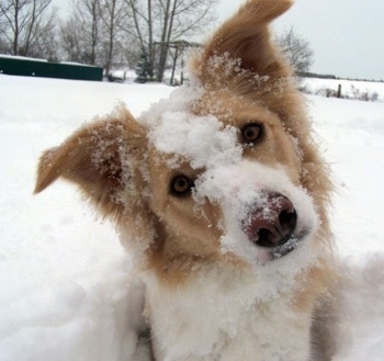 Cobain the yellow and white Border Collie at 4 years old.