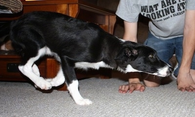 Bella the Border Collie puppy running past its owner with its head down