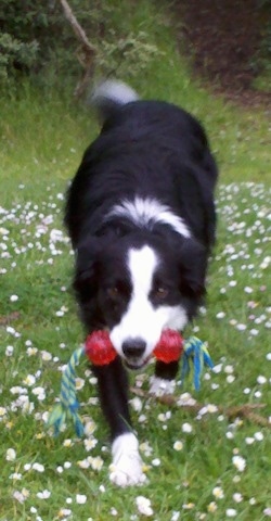 Lacey the Border Collie walking to the camera holder with a blue and green rope toy that has red balls on each end in her mouth