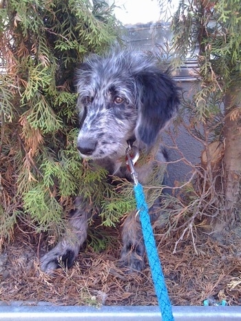 A black and white Bordoodle is laying down in between two trees and it is looking to the left.