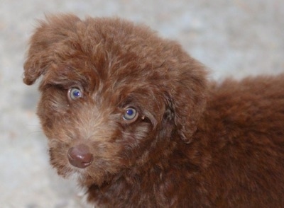 Close Up - The left side of a brown with white Bordoodle puppy, that has its head tilted to the right and it is looking forward.