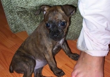 Myra the Bospin puppy sitting against a chair next to the feet of a person